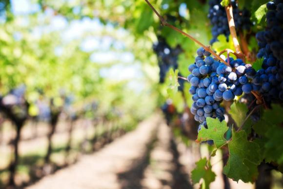 Aussie Wine Month