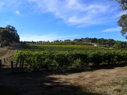 Australian vineyards