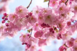  Photo credit: Creative Commons "Cherry Blossom" by Susanne Nilsson, used under CC BY-SA 2.0